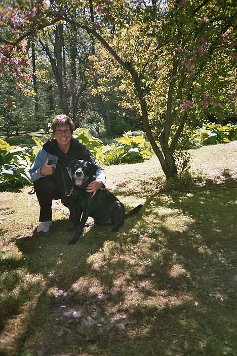 Labrador retriever Buller billede 4