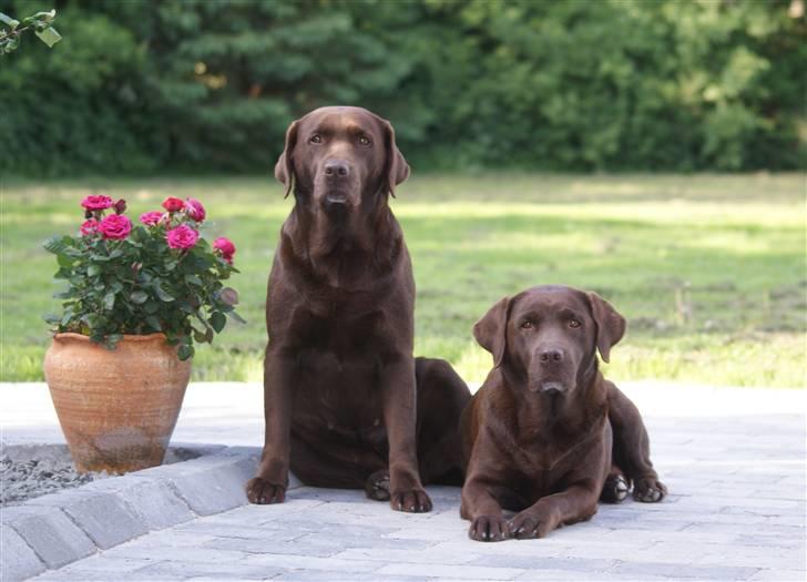 Labrador retriever Bine (fjante) - Fjante og Farine billede 2