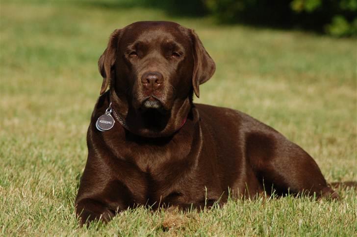 Labrador retriever Bine (fjante) - Fjante, sommer 2010 billede 1