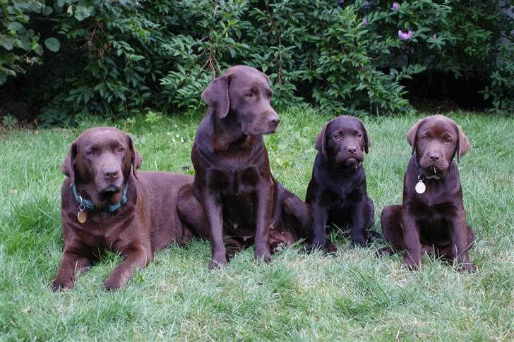 Labrador retriever Bine (fjante) - 3 generationer: Fjante med barn og to børnebørn billede 3