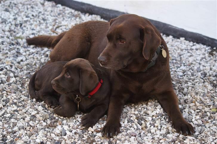 Labrador retriever Bine (fjante) - Fjante og barnebarn :) billede 5