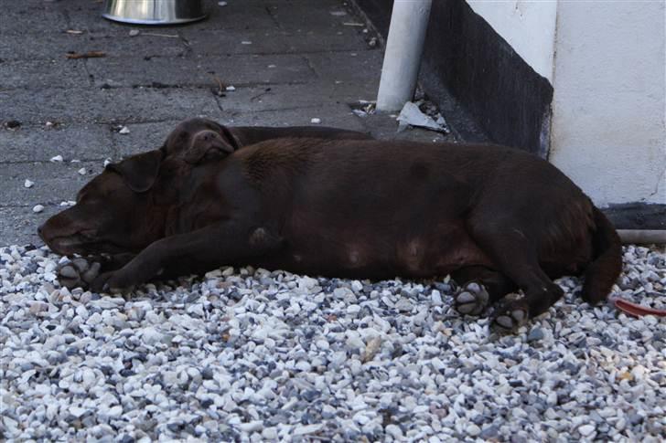 Labrador retriever Bine (fjante) - Fjante tager en lur med et barnebarn i nakken ;) billede 4
