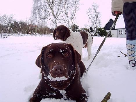 Labrador retriever Bine (fjante) billede 6