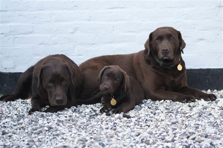 Labrador retriever Bine (fjante) - Fjante, Farine og barnebarn :) billede 7