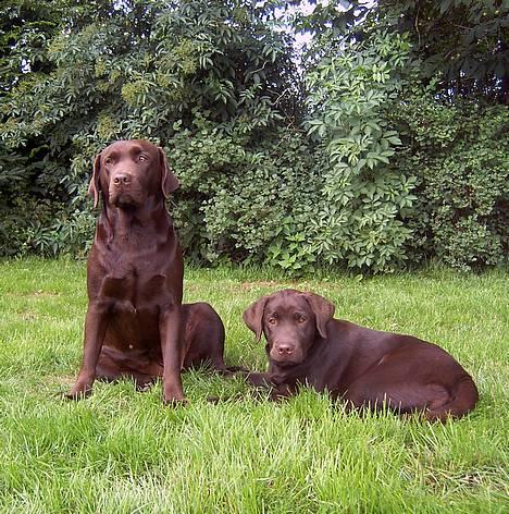 Labrador retriever Bine (fjante) - NYT! Fjante og hendes hvalp. billede 8
