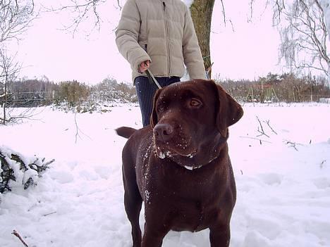 Labrador retriever Bine (fjante) - ! billede 9