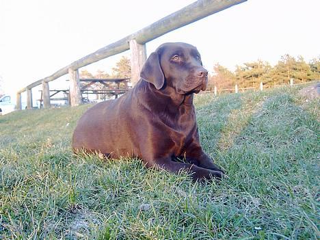 Labrador retriever Bine (fjante) billede 10