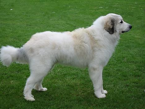 Pyreneerhund Simba - Siimba 2 år. gammel billede 1