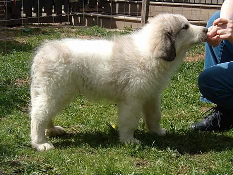 Pyreneerhund Simba - 9 uger gammel hos opdrætteren billede 3