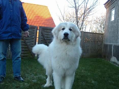 Pyreneerhund Simba - Simba efter sit årlige bad billede 2