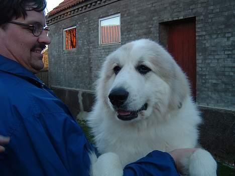 Pyreneerhund Simba - Nu er vi snart lige så stor som " far "  billede 5