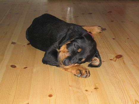 Rottweiler Ascha RIP - Lidt træt, det er hårdt at være hvalp... billede 1