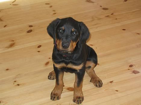 Rottweiler Ascha RIP - er jeg ikke sød?? billede 2
