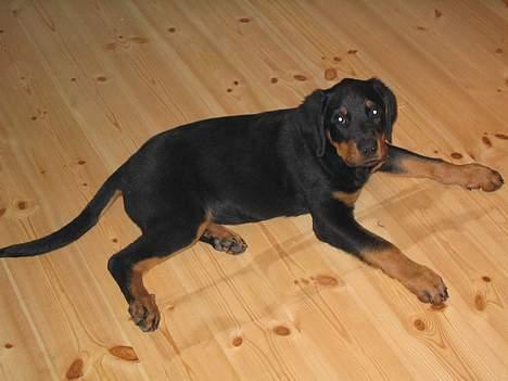 Rottweiler Ascha RIP - ikke flere billeder mor billede 3