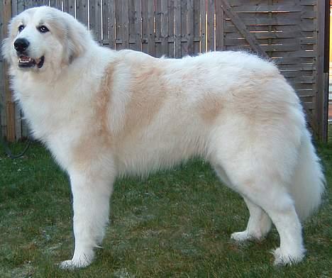 Pyreneerhund Simba billede 6