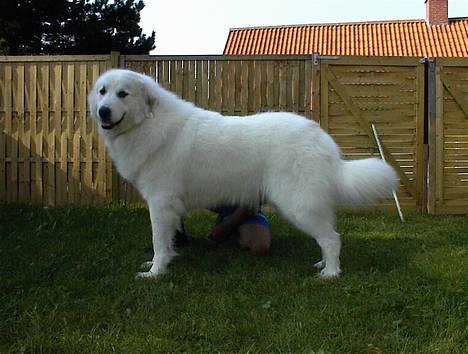 Pyreneerhund Claire billede 1