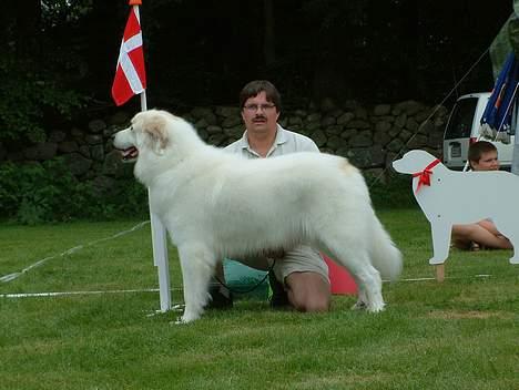 Pyreneerhund Claire - Svensk special udstilling 2003 billede 2