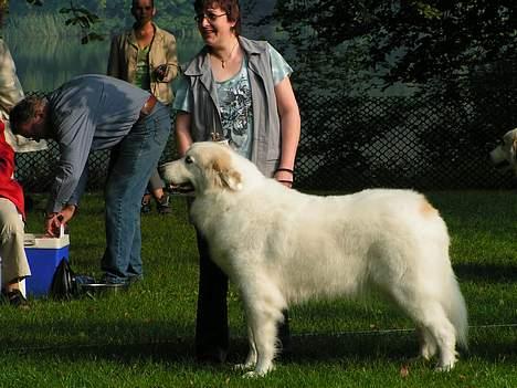 Pyreneerhund Claire - Silkeborg udstillingen 2004 billede 3