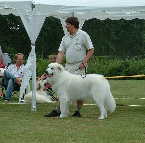 Pyreneerhund Claire - Norje Boke også 2003 billede 5