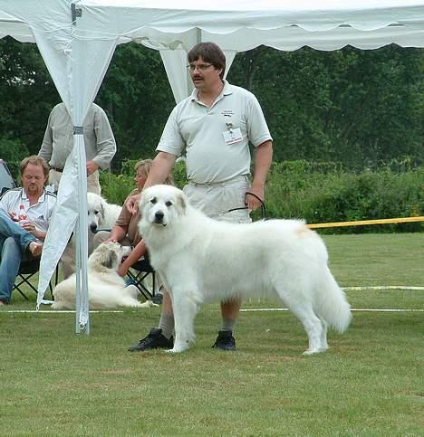 Pyreneerhund Claire billede 4