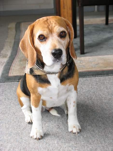 Beagle Tilde - Her er hun i næsten hel figur billede 6