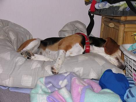 Beagle Tilde - Hmm jah billede 7