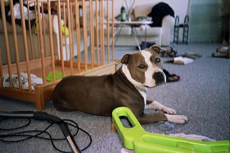 Amerikansk staffordshire terrier thais - ja her er min ynglings hobby så! billede 1