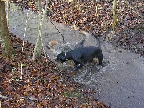 Dobermann Max billede 8