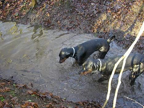 Dobermann Max billede 9