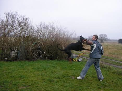 Dobermann Max - så ka du lære deeeettt !!!!!!!!!!! billede 10