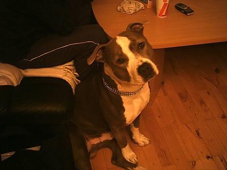 Amerikansk staffordshire terrier thais - far der er nogen slemme mennesker der siger jeg er en dræber hund! billede 2