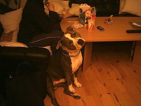 Amerikansk staffordshire terrier thais - det passer da ik se lige hvor sød jeg er! billede 3