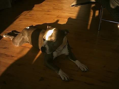 Amerikansk staffordshire terrier thais - hmm hvor er der varmt og kedeligt lige nu! billede 4