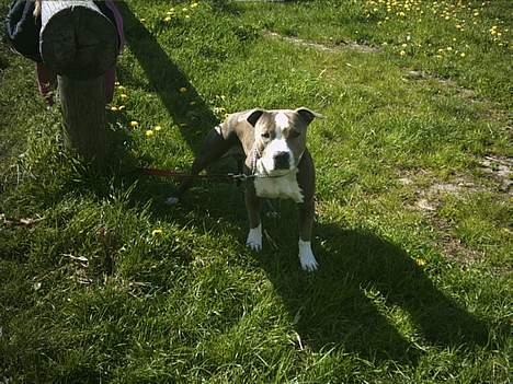 Amerikansk staffordshire terrier thais - hallo der jeg gider da ik stå her og kigge leg nu med mig! billede 5