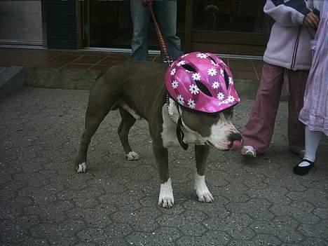 Amerikansk staffordshire terrier thais - pokkers unger de tror jo jeg er en dukke hmm! billede 6