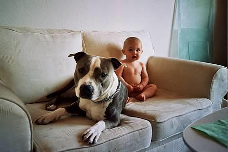 Amerikansk staffordshire terrier thais - mig og min ejers søn niclas som jeg vogter med mit liv! billede 7