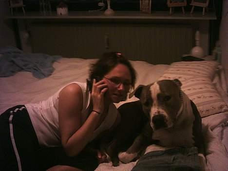 Amerikansk staffordshire terrier thais - elsker bare og komme på besøg folk er så glade for mig! billede 8