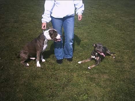 Amerikansk staffordshire terrier thais - her er en af mine legekamarater annastasia! billede 9