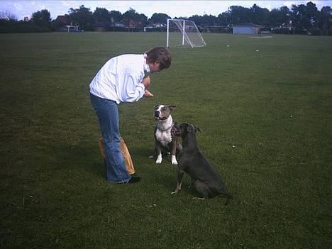 Amerikansk staffordshire terrier thais - hey du der giv mig da noget mere! billede 10