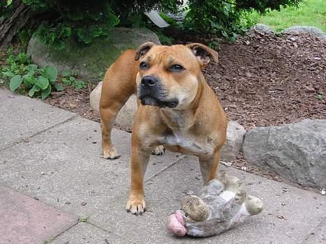 Staffordshire bull terrier Bailey - Er der nogen der gider at lege? billede 1