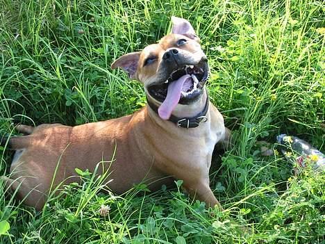 Staffordshire bull terrier Bailey - Hva´ kan man få noget vand? billede 2