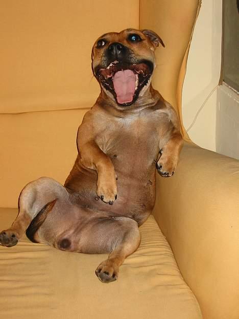 Staffordshire bull terrier Bailey - Ha ha,  jeg har taget din stol.. billede 3