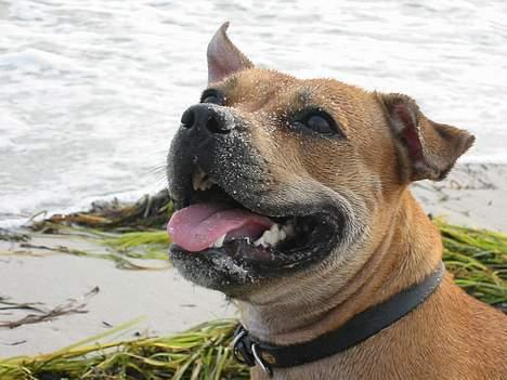 Staffordshire bull terrier Bailey - Glad hund på stranden. Svær at få op af vandet! billede 4