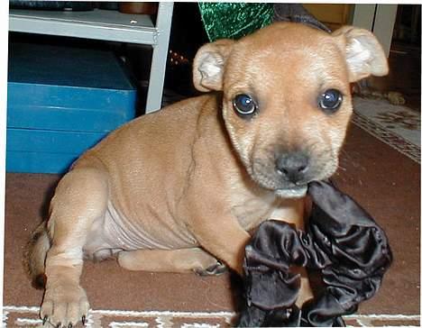 Staffordshire bull terrier Bailey - Bailey´s første uge i sit nye hjem. billede 5