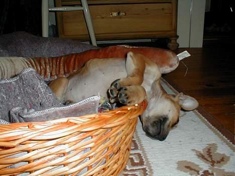 Staffordshire bull terrier Bailey - Hun kan stadig sove i de mest underlige og akrobatiske stillinger. billede 6