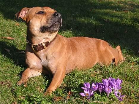 Staffordshire bull terrier Bailey - ´Er det mig eller blomster du ta´r billed af?´  :-) billede 7