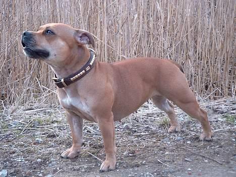 Staffordshire bull terrier Bailey - På tur billede 8