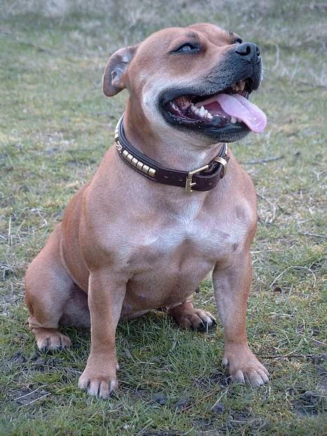 Staffordshire bull terrier Bailey - Portrætfoto forår 2004 billede 9