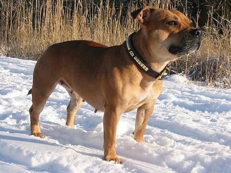 Staffordshire bull terrier Bailey - Havet´s vand eller snevejr, det er dét  bedste jeg ved, men regnvejr...hrmf billede 10