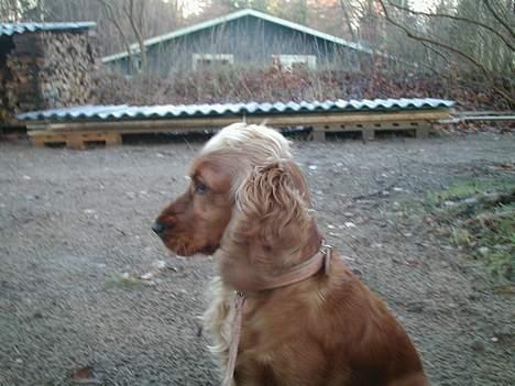 Cocker spaniel Chili - Model-Chili billede 7